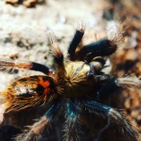 Fresh molt