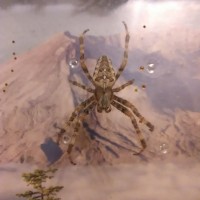 Araneus diadematus 2