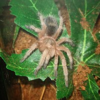Freshly molted G. rosea