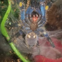 Poecilotheria [ventral sexing]