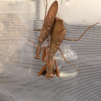 Sphodromantis aurea pairing