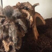 Brachypelma Albopilosum?