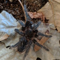 Fresh Molt LP