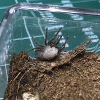 G. Pulchripes molt