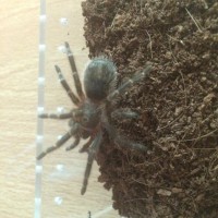 Female G.pulchripes before rehouse
