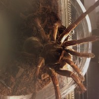 Theraphosa