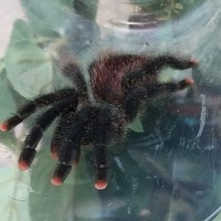 Avicularia