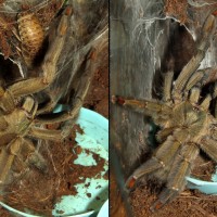 The Hunt (♀ Psalmopoeus cambridgei 5.5")