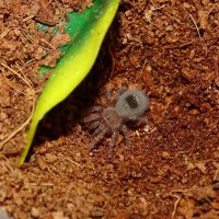 Homoeomma sp. fire