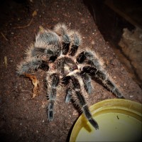 0.1 Brachypelma albopilosum (Honduras)