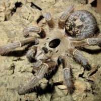 Ceratogyrus brachycephalus WF