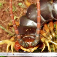 Scolopendra galapagoensis