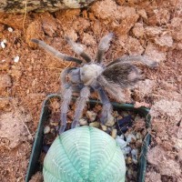 Aphonopelma sp.