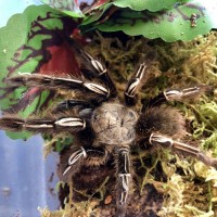 Our newest addition Ephebopus Murinus