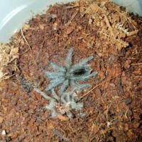 Freshly molted baby