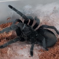 G. Pulchra's new clothes