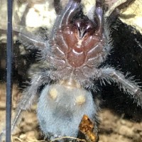 Grammostola pulchra