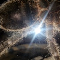 Grammostola Porteri