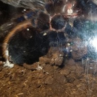 Chromatopelma cyaneopubescens [molt sexing]