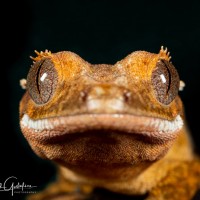 Crested Gecko