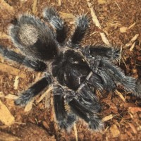 13 Y/O Grammostola rosea