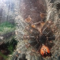 Avicularia [ventral sexing]