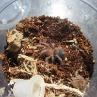 Brachypelma emilia