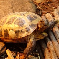 Russian tortoise
