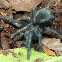 Regeneration (♀ Phormictopus sp. "south Hispaniola" 1")