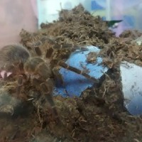 G. pulchripes sling