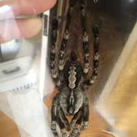 poecilotheria vittata female