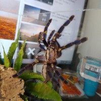 Poecilotheria metallica