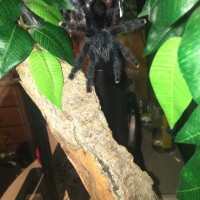 Avicularia avicularia or A. metallica?