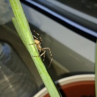 Araneus Diadematus