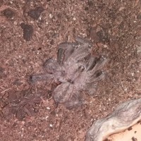 Poecilotheria vittata Death Curl [1/2]