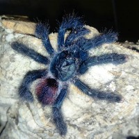 Avic Post Moult