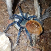 Fat and thirsty GBB