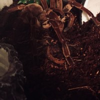 Stirmi enjoy tons of crickets