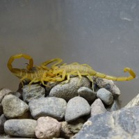 Centruroides Sculpturatus Mating?