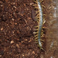 Scolopendra Antanarivoensis