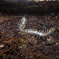 Florida Blue Centipede (Hemiscolopendra marginata)