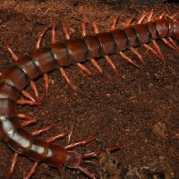 Scolopendra dehaani "Thai Cherry"