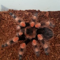 Freshly molted hamorii