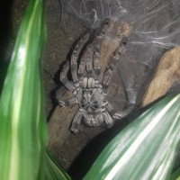 Recently molted Togo Starburst