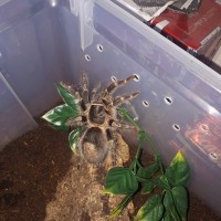 Grammostola pulchripes