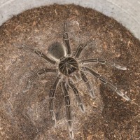 Sold as Theraphosa blondi