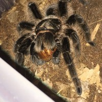 Brachypelma albopilosum