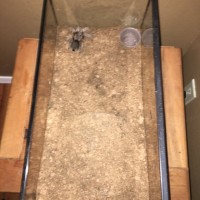 Grammostola Enclosure