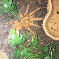 P. murinus