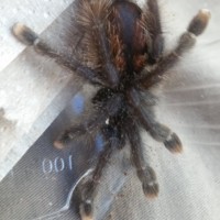 Sold as Avicularia avicularia